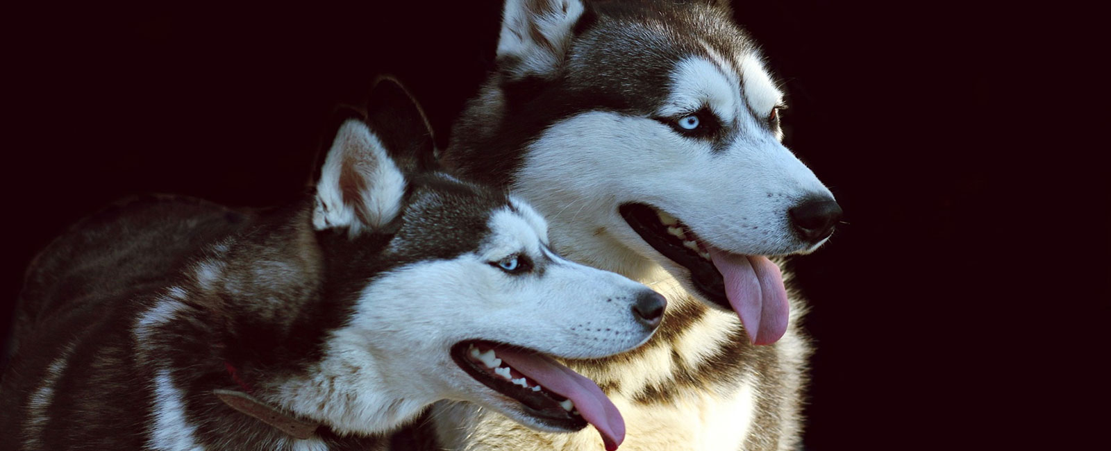 Huskys in Latrop am Rothaarsteig Hotel & Gasthof Hubertushöhe Latrop