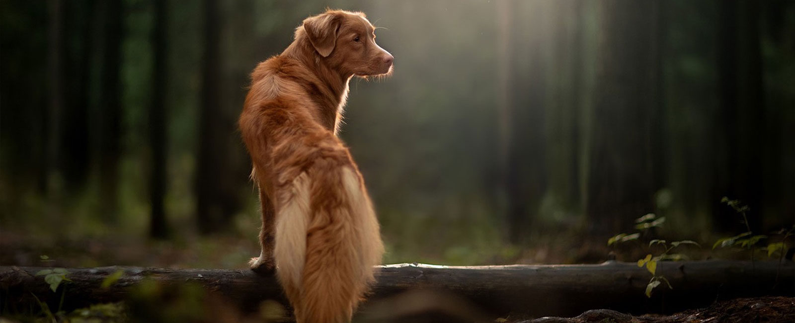 Tierisches Wandervergnügen Urlaub mit Hund Hotel & Gasthof Hubertushöhe Latrop