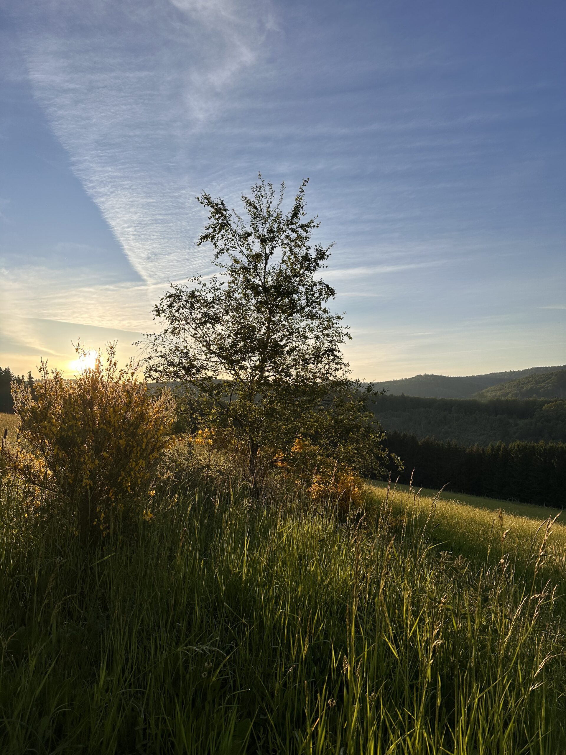 Sonnenuntergang über Feldweg mit Wiesen, Bäumen und weitem Blick in die hügelige Landschaft
