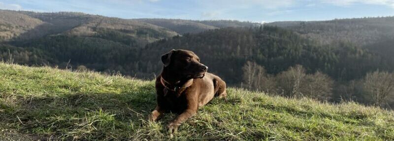 Frodo Feld Hotelhund Frodo in Latrop