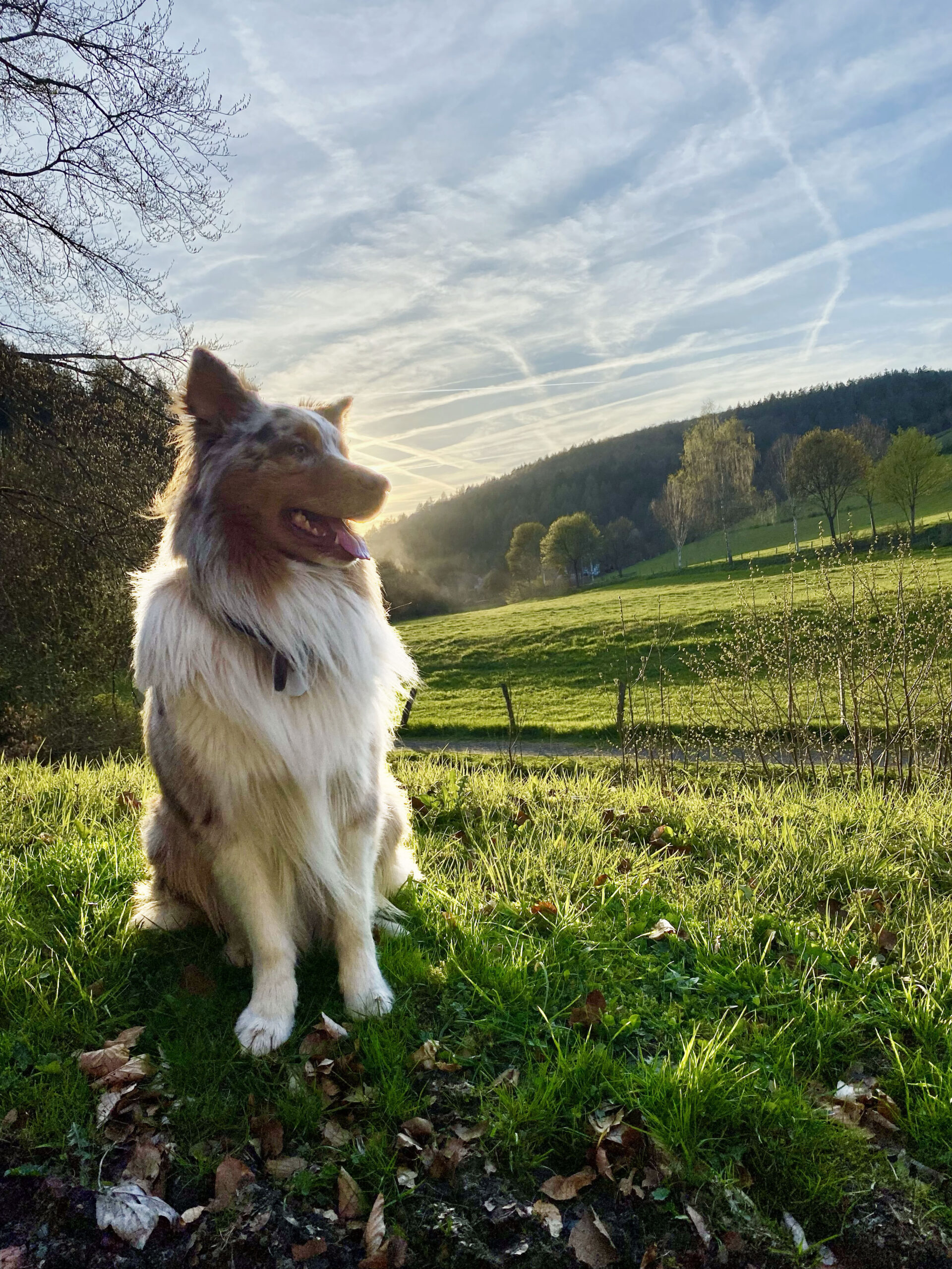 Hund vor Sauerländer Berglandschaft.