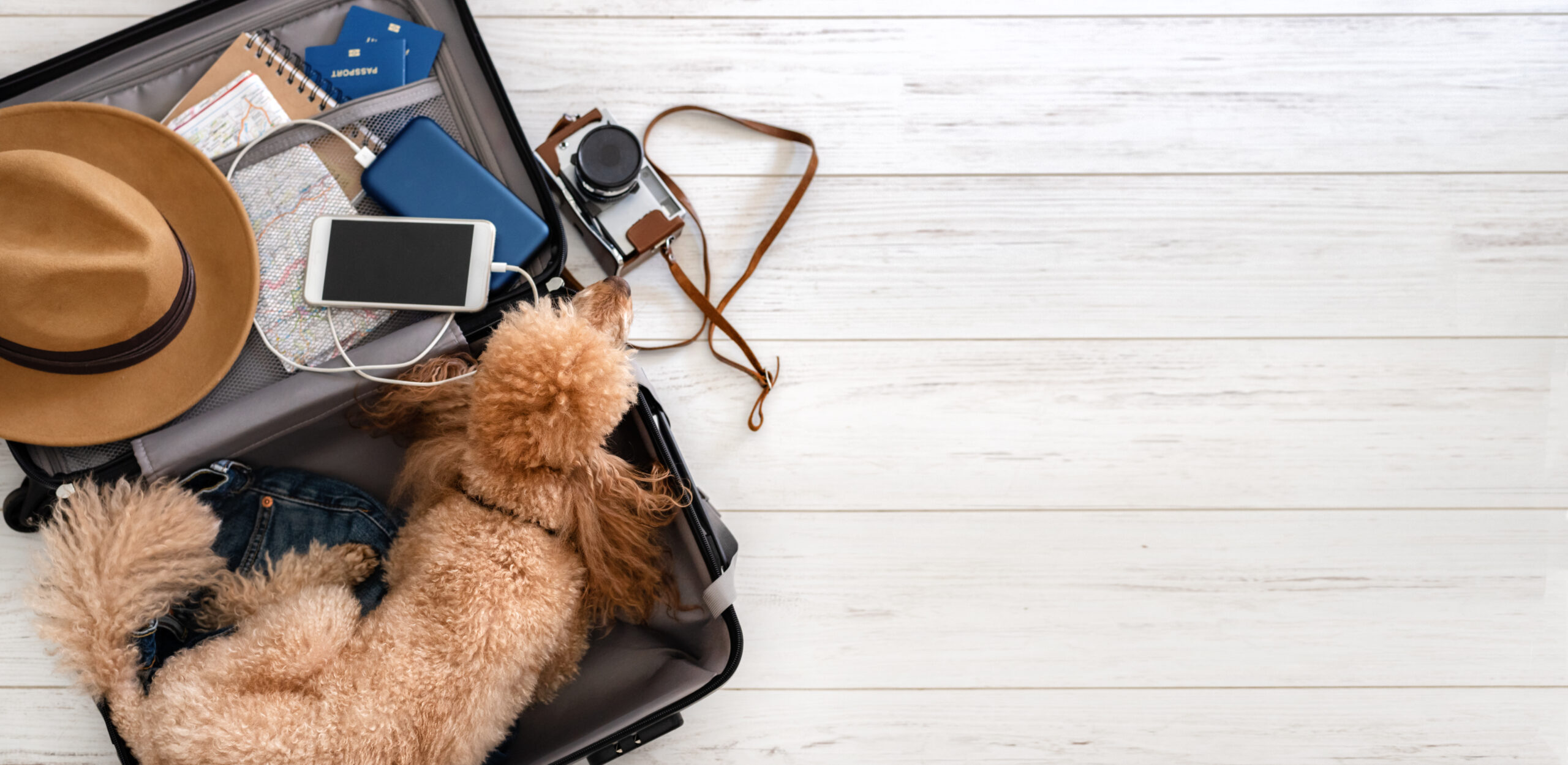 The dog lies in a suitcase. Suitcase with things and travel accessories. Ich packe meinen Koffer Hunde-Edition.
